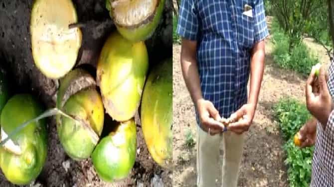 संत्र्यावर तडक्या रोगाचा प्रादुर्भाव, शेतकऱ्यांचं 25 ते 30 टक्के नुकसान, संत्रा उत्पादक शेतकरी संकटात