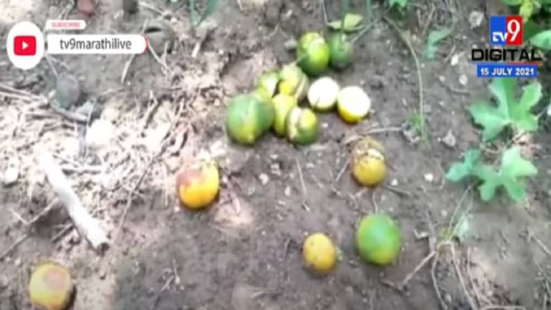 Amravati | अमरावतीत संत्रा पिकावर तडक्या रोगाचा प्रादुर्भाव, उत्पादक संकटात