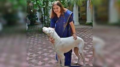 पुण्यात श्वानांसोबत क्रूर वागणूक, थेट मनेका गांधींचा हस्तक्षेप, 12 श्वान जिल्हा पशुसंवर्धन विभागाकडे सोपवणार