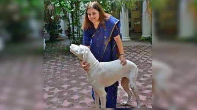 पुण्यात श्वानांसोबत क्रूर वागणूक, थेट मनेका गांधींचा हस्तक्षेप, 12 श्वान जिल्हा पशुसंवर्धन विभागाकडे सोपवणार