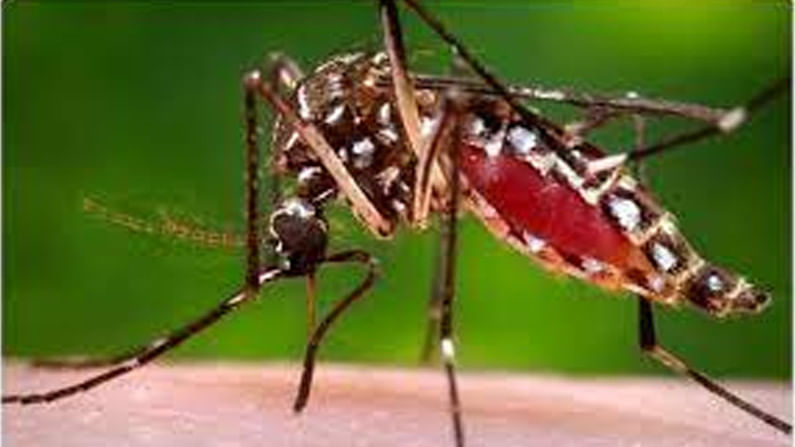 नागपूरमध्ये डेंग्यूचा एक रुग्ण आढळल्यास त्याच्या आसपासच्या 500 घरांचे सर्वेक्षण; पालिका आयुक्तांचे निर्देश