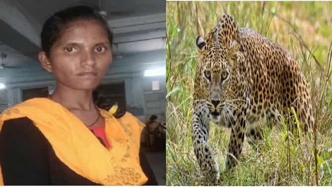बिबट्याने लेकीचं मुंडकं पकडलं, फरफटत नेलं, पाठलाग करुन आईने वाचवलं, बिबट्याशी लढणाऱ्या आईची शौर्यगाथा