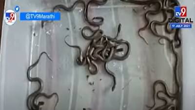Video | सर्पमित्राने विषारी नागिणीला घरी आणलं, दिला 18 पिलांना जन्म, पाहा व्हिडीओ