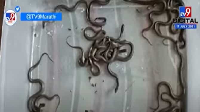 Video | सर्पमित्राने विषारी नागिणीला घरी आणलं, दिला 18 पिलांना जन्म, पाहा व्हिडीओ