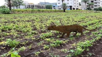हडपसर परिसरात नागरी वस्तीत बिबट्याचा वावर, नागरिकांमध्ये दहशत
