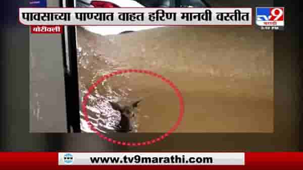Borivali Rain | बोरीवलीमध्ये पावसाच्या पाण्यात वाहत हरिण मानवी वस्तीत