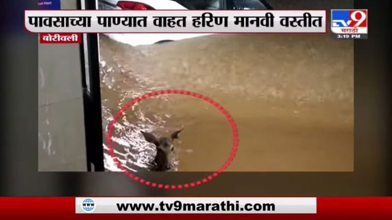 Borivali Rain | बोरीवलीमध्ये पावसाच्या पाण्यात वाहत हरिण मानवी वस्तीत