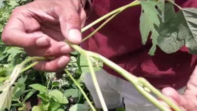 बुलडाणा जिल्ह्यात सोयाबीन पिकावर खोड अळीच संकट, अळीसाठी पीक विम्याचे कवच देण्याची मागणी