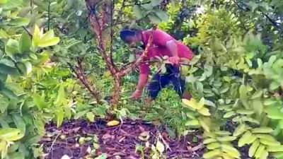 लॉकडाऊन आणि नैसर्गिक संकटाचा फटका, सांगलीत शेतकऱ्याला 25 लाखांचं नुकसान, 10 एकर पेरू बागेवर कुऱ्हाड