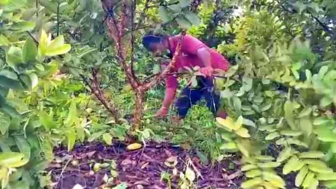 लॉकडाऊन आणि नैसर्गिक संकटाचा फटका, सांगलीत शेतकऱ्याला 25 लाखांचं नुकसान, 10 एकर पेरू बागेवर कुऱ्हाड