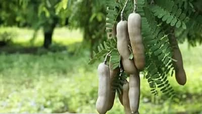 Weight Loss : वाढलेले वजन कमी करण्यासाठी चिंच फायदेशीर, वाचा याबद्दल अधिक!