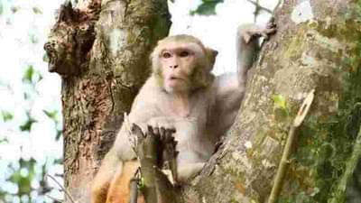 चीनमध्ये आणखी एका धोकादायक विषाणूचा शिरकाव; पहिल्या मृत्यूनंतर खळबळ, जाणून घ्या विषाणूबद्दल