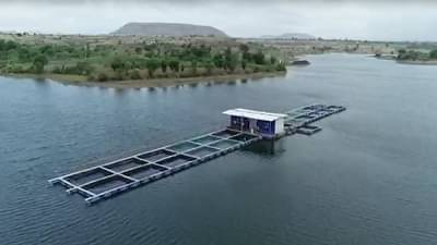 तळ्याच्या मध्यभागी उभारला तरंगता मत्स्यसंवर्धन प्रकल्प; सांगलीतील तरुणाचा अनोखा प्रयोग