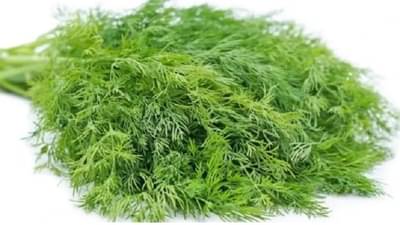 Health Tips : आरोग्याच्या अनेक समस्यांवर शेपू गुणकारी, फायदे जाणून घ्या!