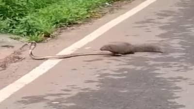 Video | साप-मुंगुसाची थऱारक झुंज, प्रवासीही श्वास रोखून पाहत राहिले, पाहा व्हायरल व्हिडीओ