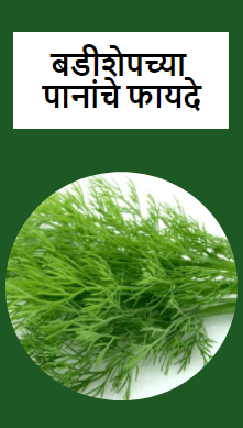 बडीशेपच्या पानांचे फायदे