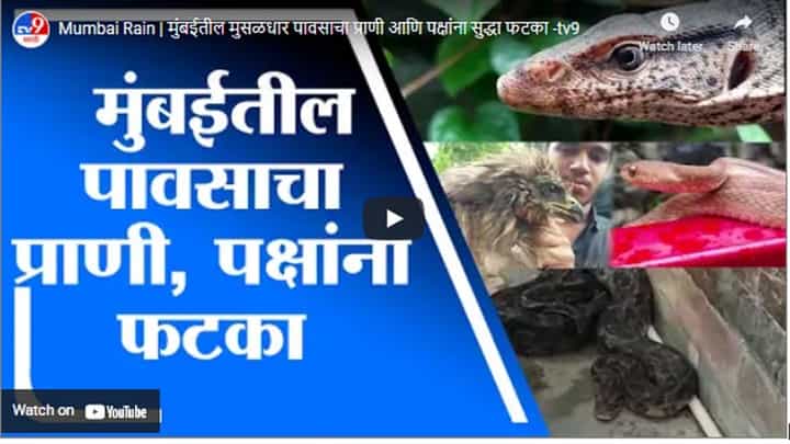 Mumbai Rain | मुंबईतील मुसळधार पावसाचा प्राणी आणि पक्षांना सुद्धा फटका Mumbai Rain | मुंबईतील मुसळधार पावसाचा प्राणी आणि पक्षांना सुद्धा फटका