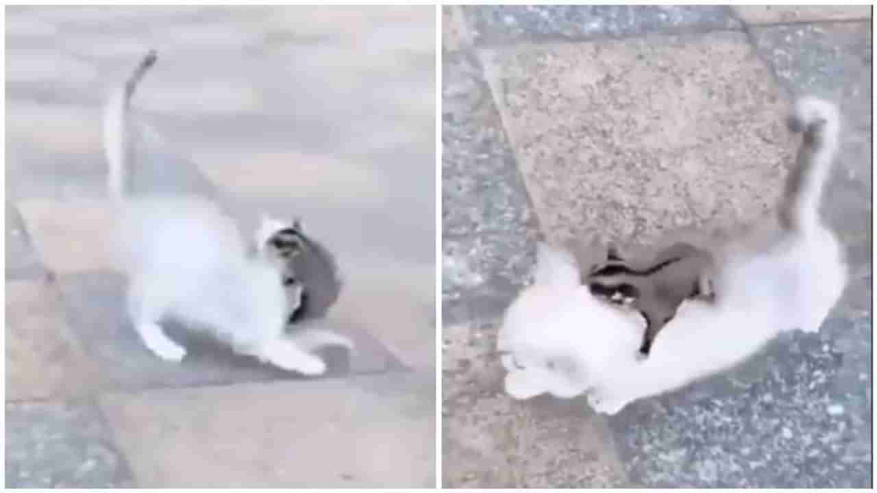 Video | खारुताई-मांजरीमध्ये जबरदस्त मारामारी, व्हायरल व्हिडीओ एकदा पाहाच !