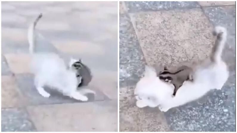 Video | खारुताई-मांजरीमध्ये जबरदस्त मारामारी, व्हायरल व्हिडीओ एकदा पाहाच !