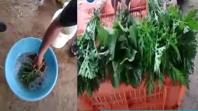 तुम्ही खात असलेल्या भाज्या खरंच ताज्या आहेत का? हा व्हिडीओ पाहून तुम्हाला धक्का बसल्याशिवाय राहणार नाही!