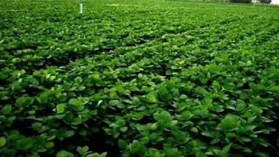 सोयाबीनचे दर विक्रमी पातळीवर, आवक कमी असताना मागणी वाढल्यानं किंमती वाढल्या