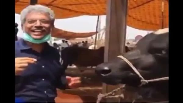 VIDEO : ईदनिमित्ताने पाकिस्तानी पत्रकाराने घेतली चक्क म्हशीची मुलाखत, व्हिडीओ पाहून तुम्हीही पोट धरुन हसाल!