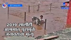 उल्हास नदीच्या पुरात 70 जनावरं अडकली, गाई घरात, कुत्री बेडवर; पुराचं तांडव!
