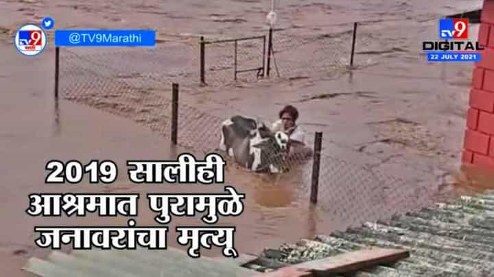 उल्हास नदीच्या पुरात 70 जनावरं अडकली, गाई घरात, कुत्री बेडवर; पुराचं तांडव! उल्हास नदीच्या पुरात 70 जनावरं अडकली, गाई घरात, कुत्री बेडवर; पुराचं तांडव!