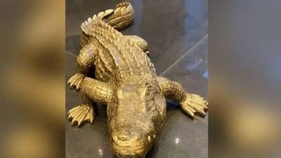 इमारतीत मगर पाहून घाबरली महिला, पोलिस आल्यानंतर सत्य आलं समोर, काय आहे नेमकं प्रकरण?