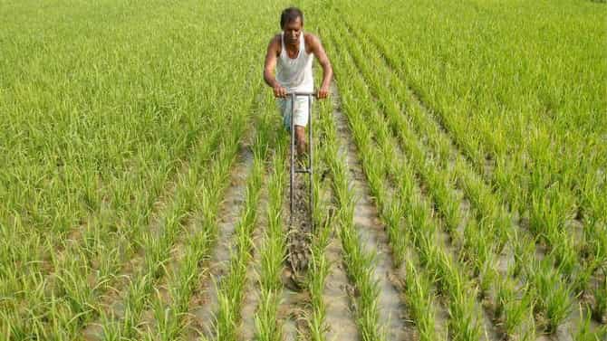 पीक विमा योजना: पिकाच्या नुकसानाची माहिती 72 तासात कळवा, महाराष्ट्रातील शेतकऱ्यांना आवाहन