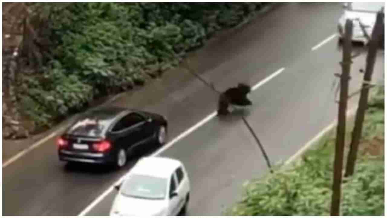 Video |  घनदाट जंगलातून वाहनांची ये-जा, मध्येच अस्वलं आलं, पुढे काय झालं ? एकदा पाहाच !