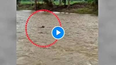 VIDEO: मालकाला भेटण्याची ओढ, वाशिममध्ये दुथडी भरुन वाहणाऱ्या पाण्यातून कुत्र्याचा प्रवास