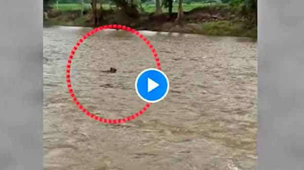 VIDEO: मालकाला भेटण्याची ओढ, वाशिममध्ये दुथडी भरुन वाहणाऱ्या पाण्यातून कुत्र्याचा प्रवास