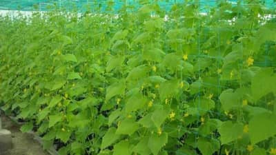 एकदाच 1 लाख गुंतवून सुरू करा हा व्यवसाय, दरमहा 8 लाखांची कमाई, सरकारचीही मदत