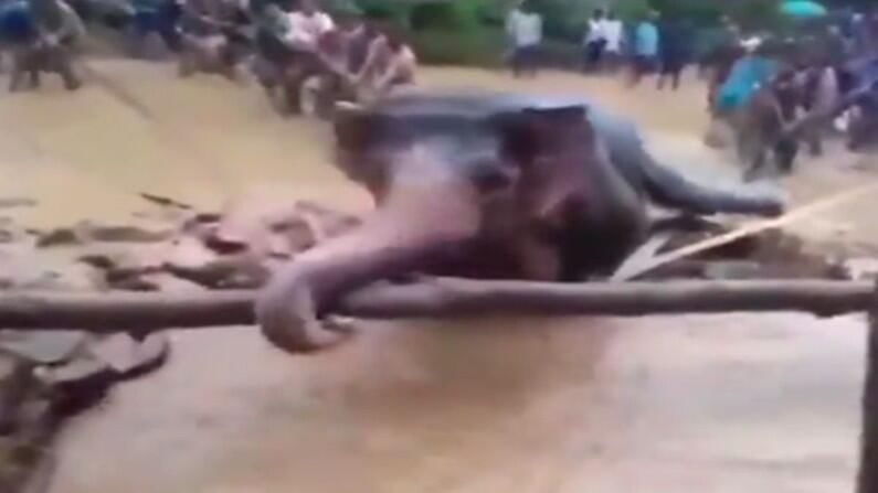 Video | खड्ड्यातून बाहेर येण्यासाठी हत्तीची धडपड, पण ऐनवेळी गावकरी आले, पुढे काय झालं ? एकदा पाहाच