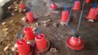 कोल्हापूरमध्ये पोल्ट्रीत ओढ्याचं पाणी घुसलं, शेतकऱ्याचं 8 ते 10 लाखांचं नुकसान