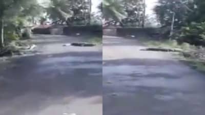 Video | सांगलीत पुरामुळे घरं नेस्तनाबूत, झाडं उन्मळून पडली, मगरही आली रस्त्यावर, व्हिडीओ सोशल मीडियावर व्हायरल