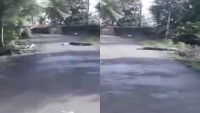 Video | सांगलीत पुरामुळे घरं नेस्तनाबूत, झाडं उन्मळून पडली, मगरही आली रस्त्यावर, व्हिडीओ सोशल मीडियावर व्हायरल