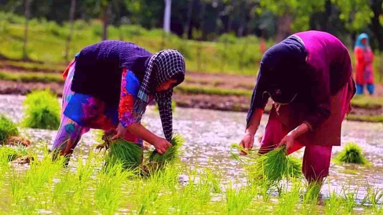 महिला शेतकरी सशक्तिकरण योजनेच्या खर्चात 6 पट घट, 23 राज्यांना एकाही पैशाचं वाटप नाही