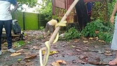 ट्रान्सफॉर्मर दुरुस्त करत असताना अचानक जाळीत विषारी साप दिसला, महावितरण कर्मचाऱ्यांची तारांबळ