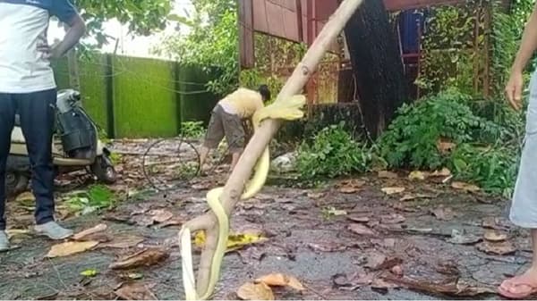 ट्रान्सफॉर्मर दुरुस्त करत असताना अचानक जाळीत विषारी साप दिसला, महावितरण कर्मचाऱ्यांची तारांबळ