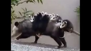 VIDEO : पाठीवर सहा पिल्लांना घेऊन भिंत चढण्याचा प्रयत्न, या प्राण्याचे कारनामे पाहून तुम्हीही थक्क व्हाल! 