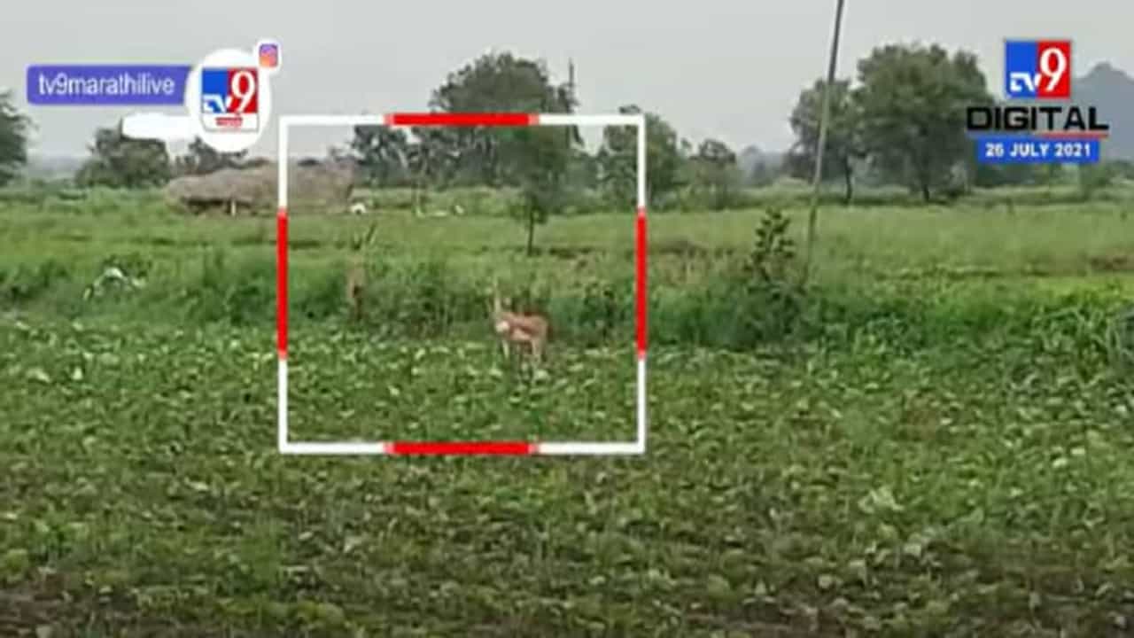 Bhandara | भंडाऱ्यात हरणाच्या कळपाचा धुमाकूळ, शेतकरी हवालदिल