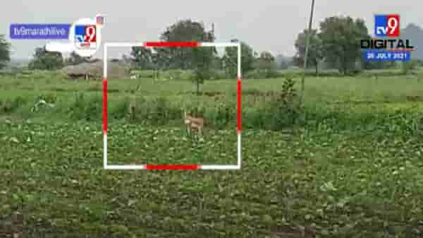 Bhandara | भंडाऱ्यात हरणाच्या कळपाचा धुमाकूळ, शेतकरी हवालदिल