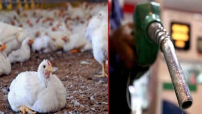 चिकन वेस्टपासून तयार होणार बायोडिझेल