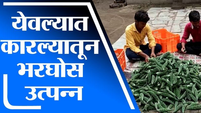 VIDEO | द्राक्षाची बाग तोडून कारल्याची लागवड, शेतकऱ्याला लाखोंचा फायदा