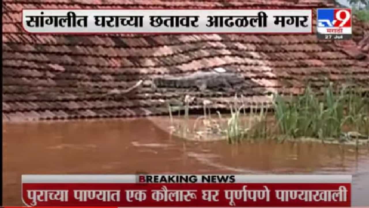 सांगलीत अजस्त्र मगर चक्क घराच्या कौलावर