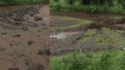 मावळमधील इंद्रायणी भाताची हजारो हेक्टर शेती उद्ध्वस्त, धबधब्यांमधील दगडधोंडे खाचरात