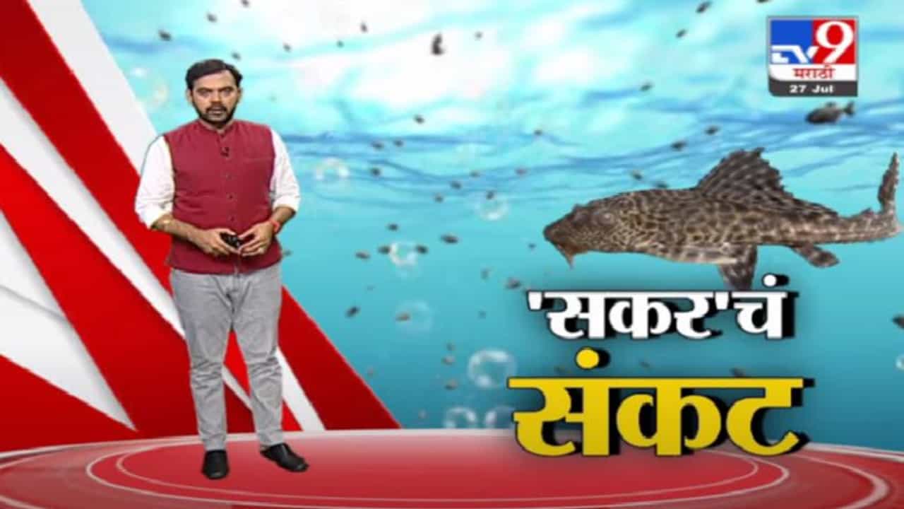 Special Report | उजणी धरणावर सकर माशांचं संकट