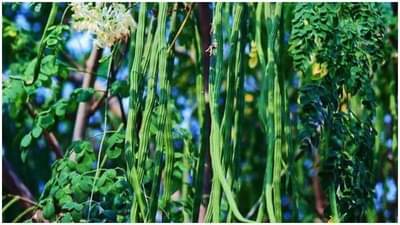 औषधी गुणांनी संपन्न, अनेक आजारांवर गुणकारी, शेवग्याच्या शेतीतून आर्थिक कमाईची संधी, वाचा सविस्तर